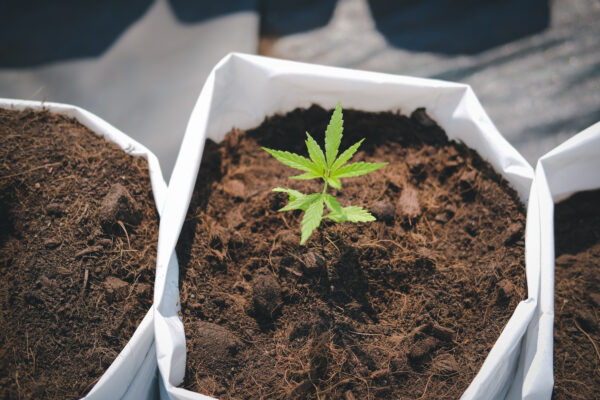 Young cannabis plant in a grow bag of soil