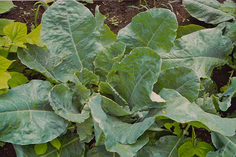 Cauliflower crop after treatment with GEN200 Control