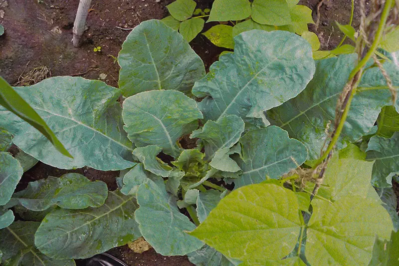 Cauliflower crop before treatment with GEN200 Control
