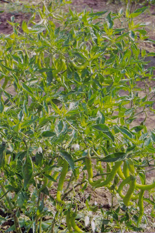 Chilli pepper plant after treatment with GEN200 Control