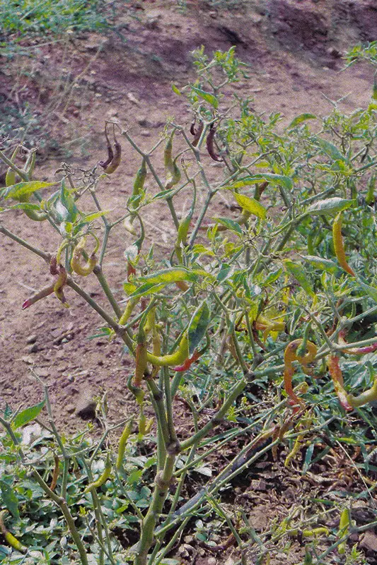 Chilli pepper plant before treatment with GEN200 Control
