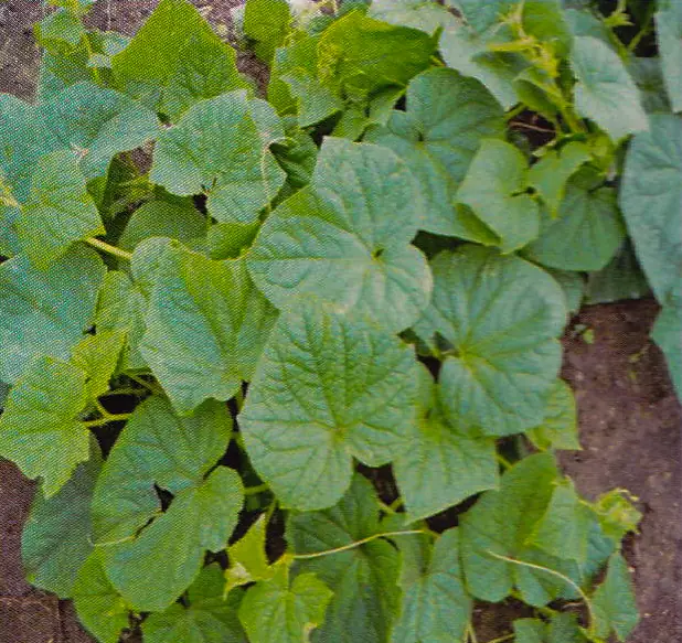 Cucumber plants (detail) after treatment with GEN200 Control