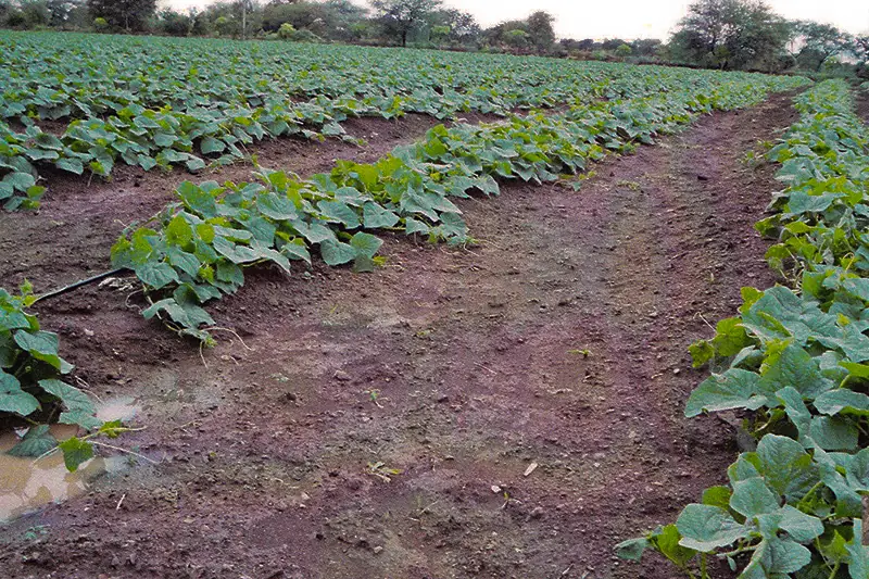 Cucumber crop after treatment with GEN200 Control