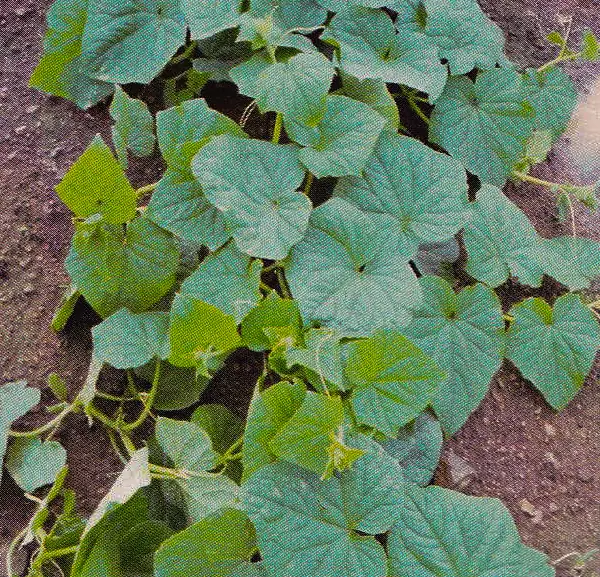 Cucumber plants (detail) before treatment with GEN200 Control