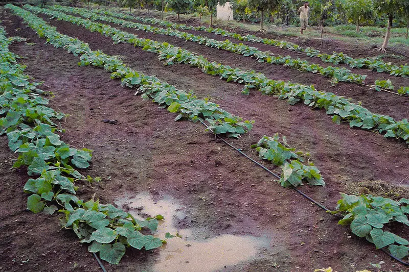 Cucumber crop before treatment with GEN200 Control