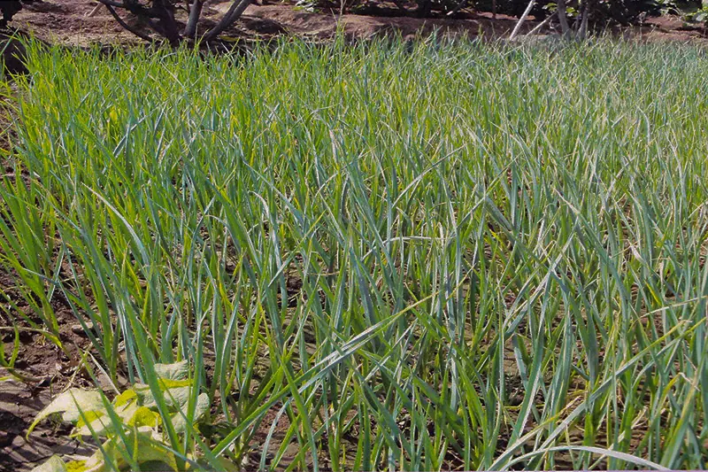 Garlic crop after treatment with GEN200 Control