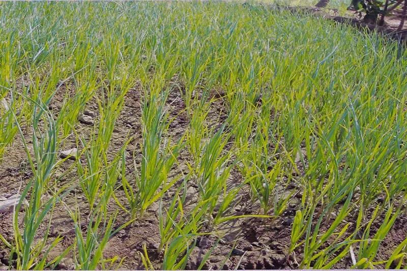 Garlic crop before treatment with GEN200 Control