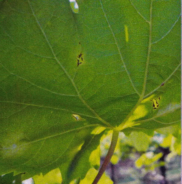Grape leaf (detail) after treatment with GEN200 Control