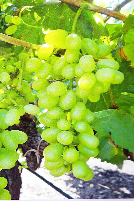 Grape bunch after treatment with GEN200 Control