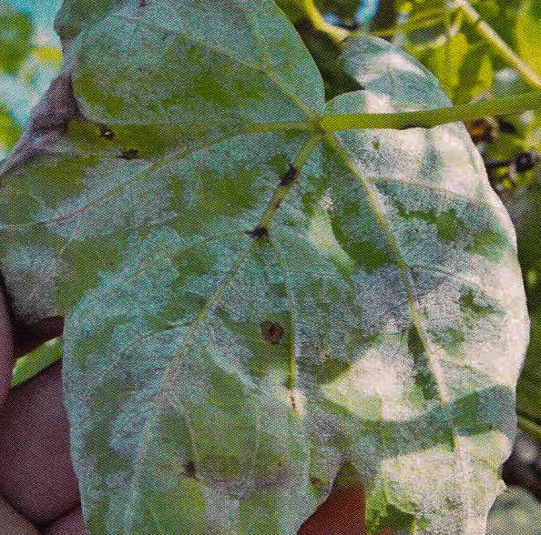 Grape leaf (detail) before treatment with GEN200 Control