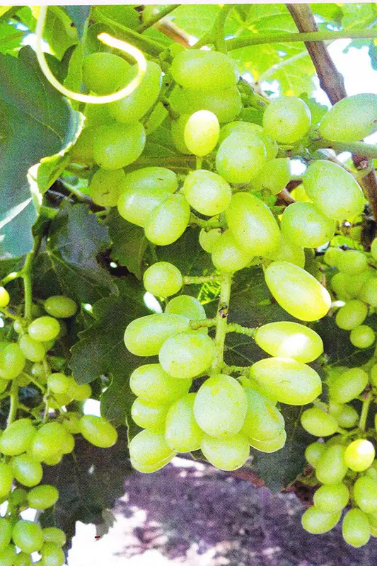 Grape bunch before treatment with GEN200 Control