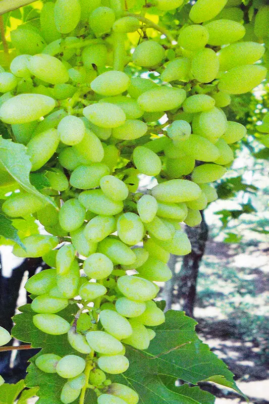 Grape bunch after treatment with GEN200 Control