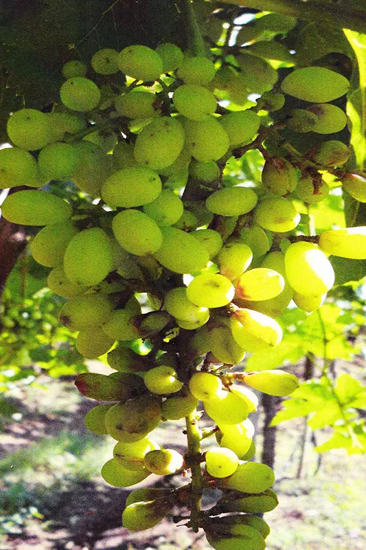 Grape bunch before treatment with GEN200 Control