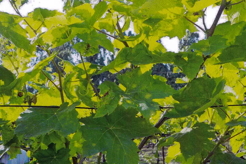 Grape vine after treatment with GEN200 Control