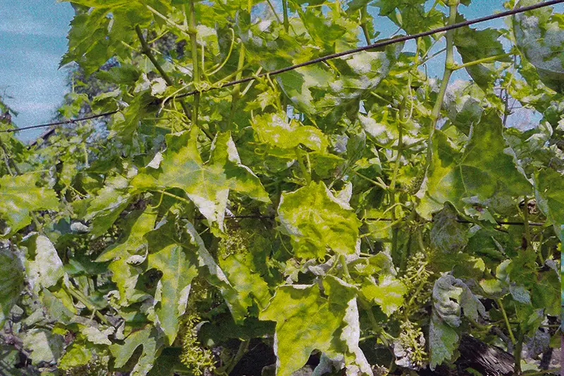 Grape vine before treatment with GEN200 Control