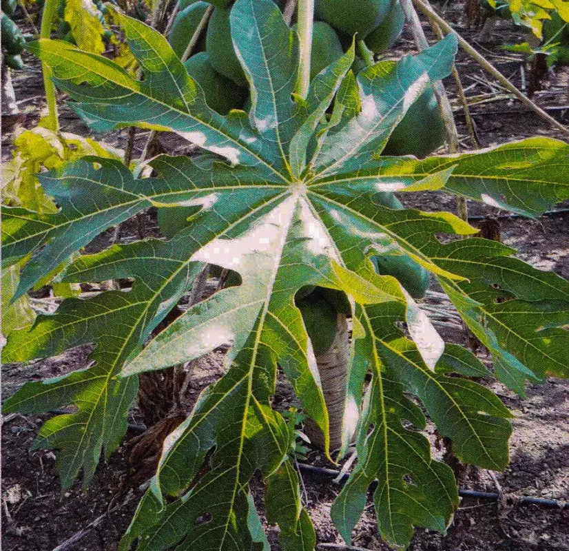 Papaya leaf (detail) after treatment with GEN200 Control