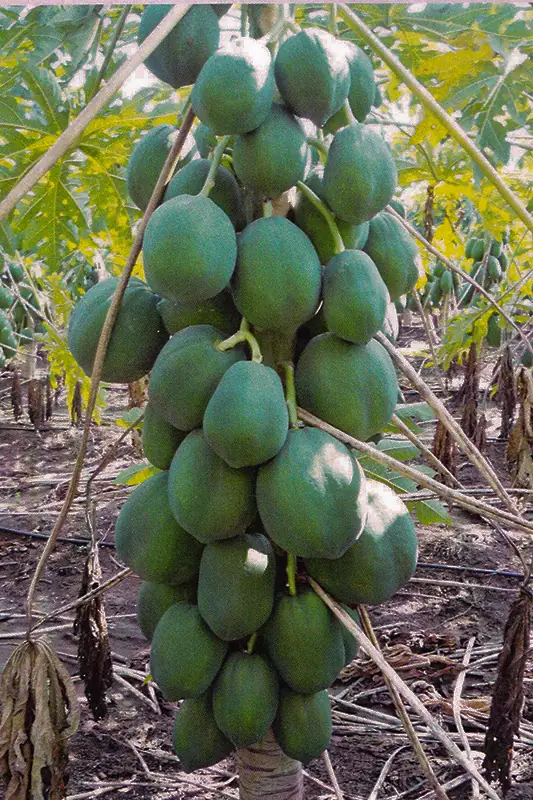 Papaya fruit after treatment with GEN200 Control