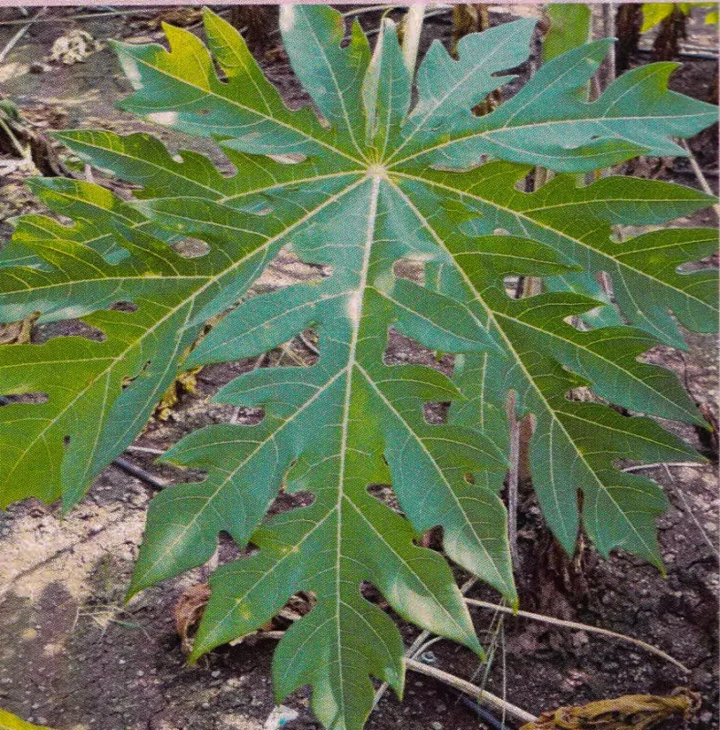 Papaya leaf (detail) before treatment with GEN200 Control