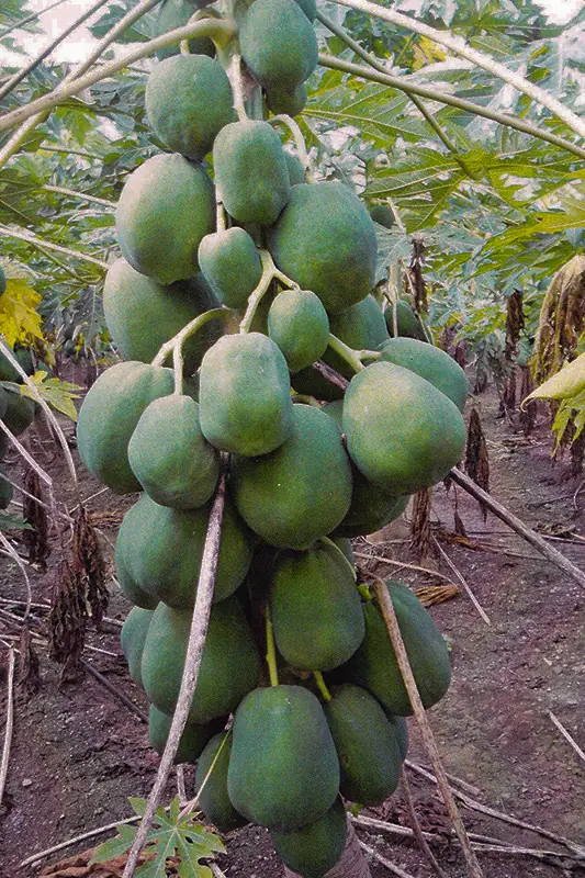 Papaya fruit before treatment with GEN200 Control