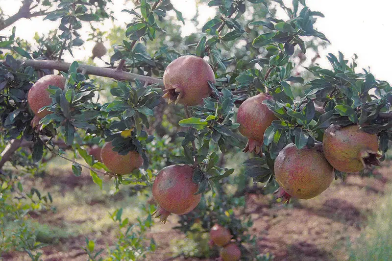 Pomegranate tree after treatment with GEN200 Control