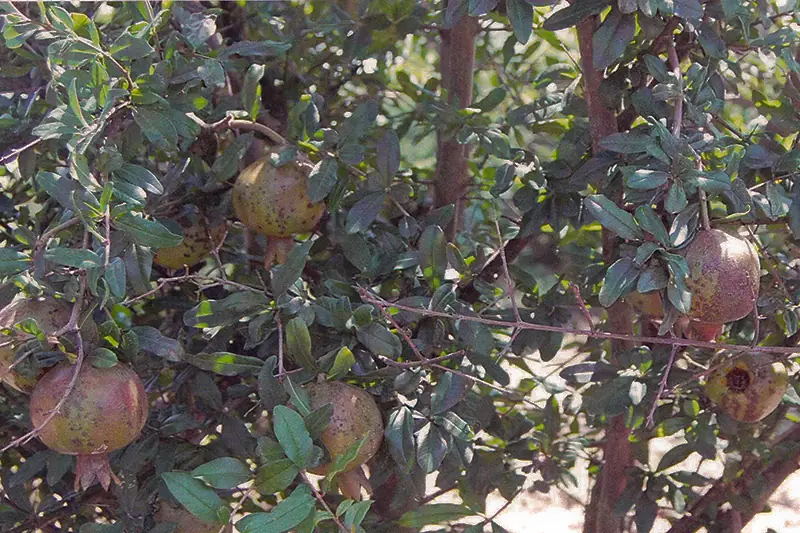Pomegranate tree before treatment with GEN200 Control