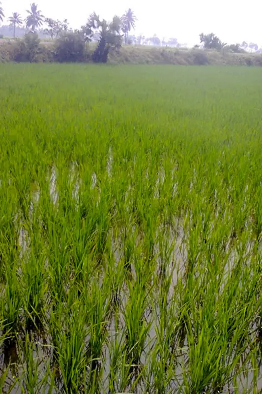 Rice field after treatment with GEN200