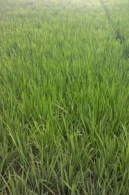 Rice field before treatment with GEN200
