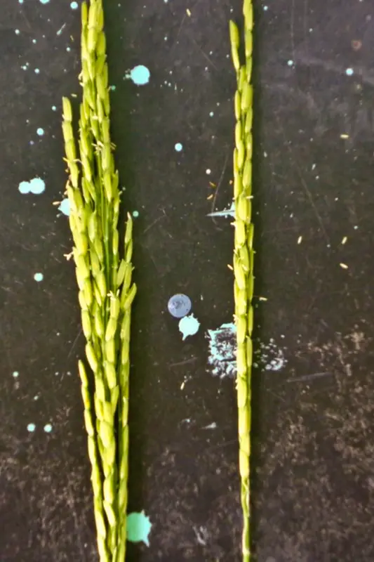 Rice panicles side by side from the GEN200 comparison
