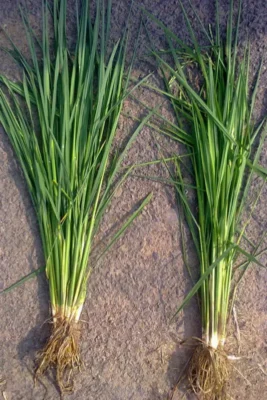 Rice plants and root systems side by side from the GEN200 comparison
