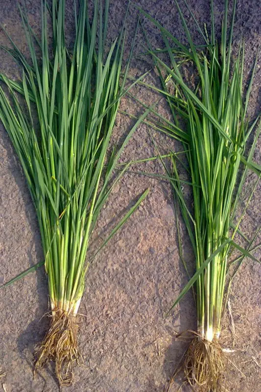 Rice plants and root systems side by side from the GEN200 comparison