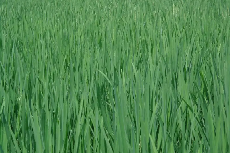 Rice crop grown with GEN200