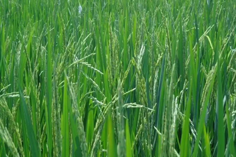 Rice crop grown without GEN200