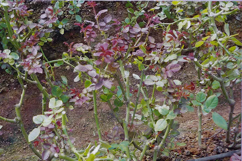 Rose plant after treatment with GEN200 Control