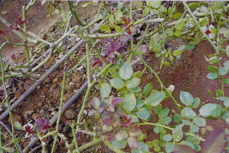 Rose plant before treatment with GEN200 Control