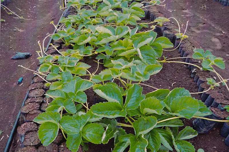 Strawberry plants after treatment with GEN200 Control