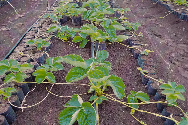 Strawberry plants before treatment with GEN200 Control