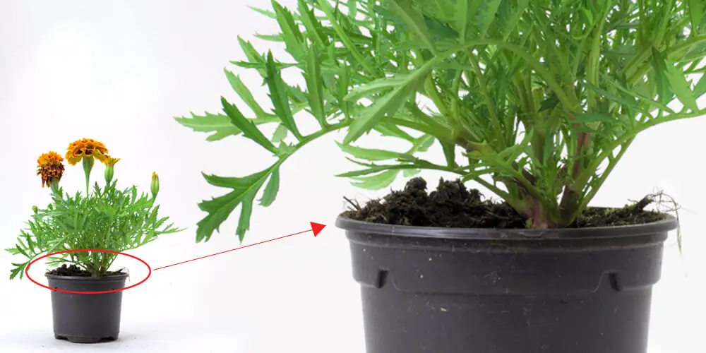 Tagetes stem grown with GEN200 Control