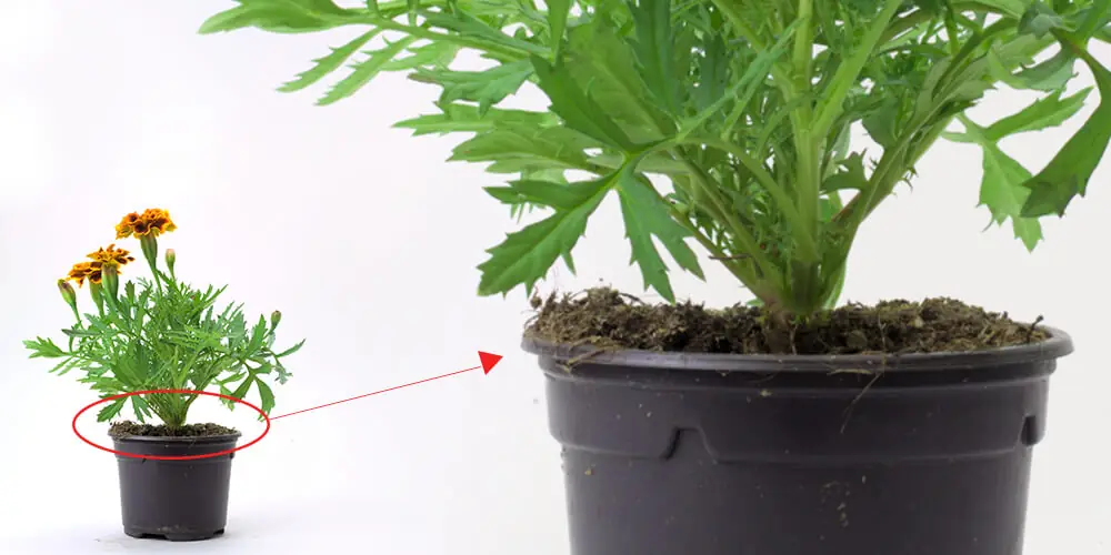 Tagetes stem grown without GEN200 Control