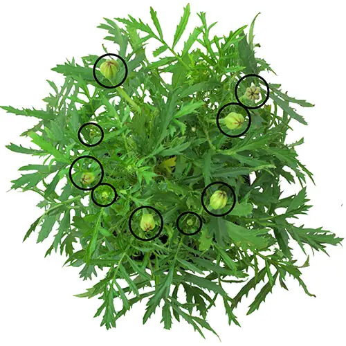 Tagetes plant grown with GEN200 Control, flower buds circled