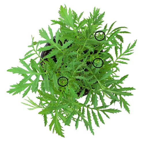 Tagetes plant grown without GEN200 Control, flower buds circled