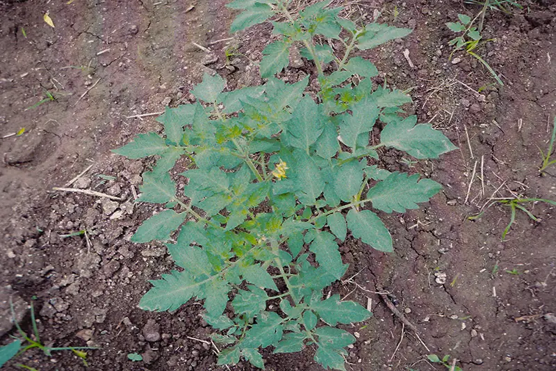 Tomato plant after treatment with GEN200 Control