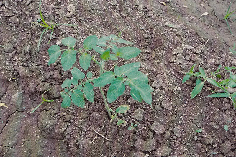 Tomato plant before treatment with GEN200 Control