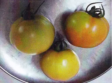 Tomatoes grown with GEN200 Control, 4 July 2012