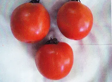 Tomatoes grown with GEN200 Control, 17 July 2012