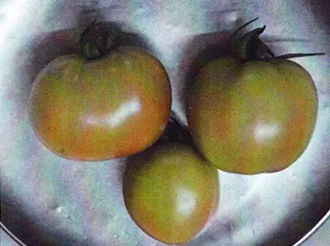 Tomatoes grown without GEN200 Control, 4 July 2012