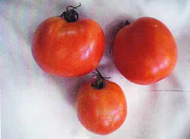 Tomatoes grown without GEN200 Control, 17 July 2012