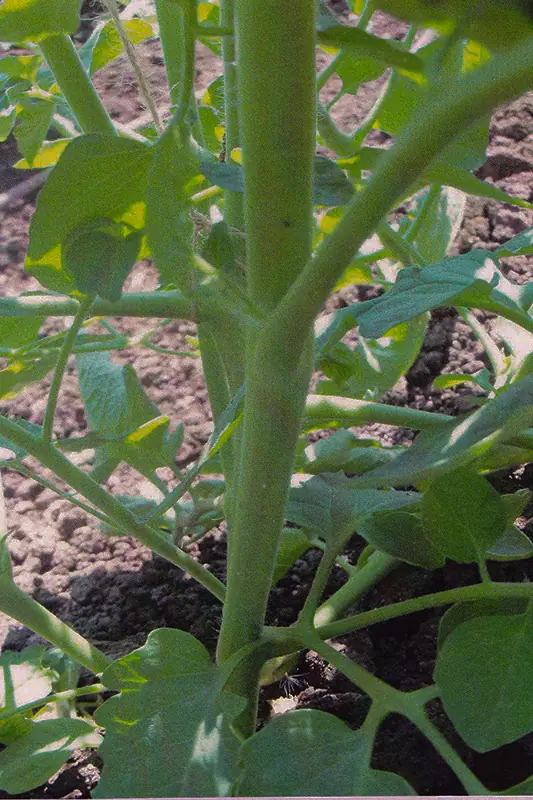 Tomato plant after treatment with GEN200 Control