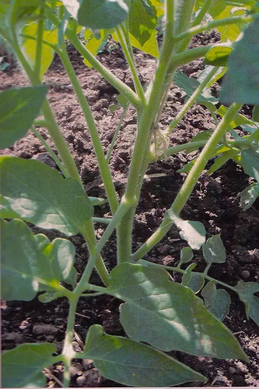 Tomato plant before treatment with GEN200 Control