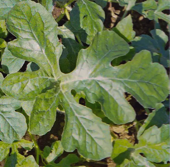 Watermelon leaf (detail) after treatment with GEN200 Control