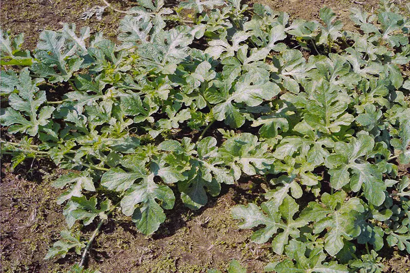 Watermelon crop after treatment with GEN200 Control